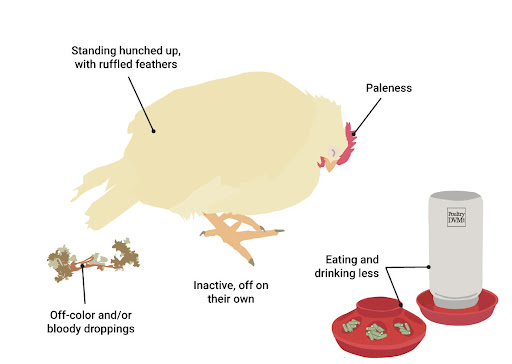 ベタインは鶏肉のコクシジウム症に抵抗することができます（健康）