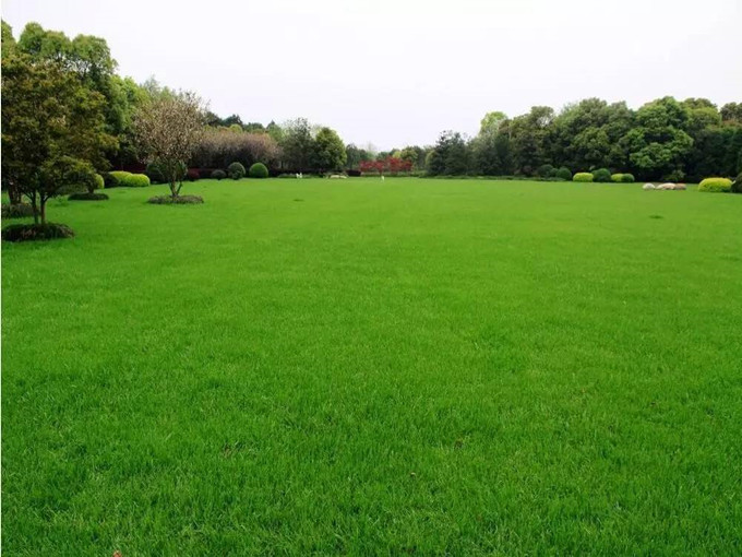 植物へのベタインの塗布（健康）