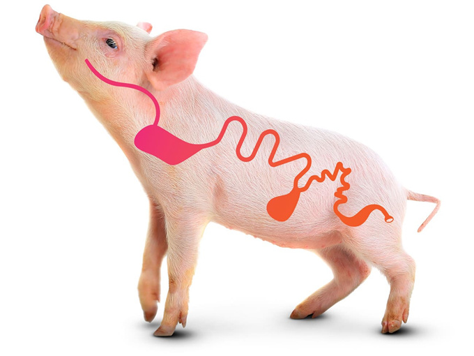 腸の健康を改善するための飼料添加物としてのベタイン