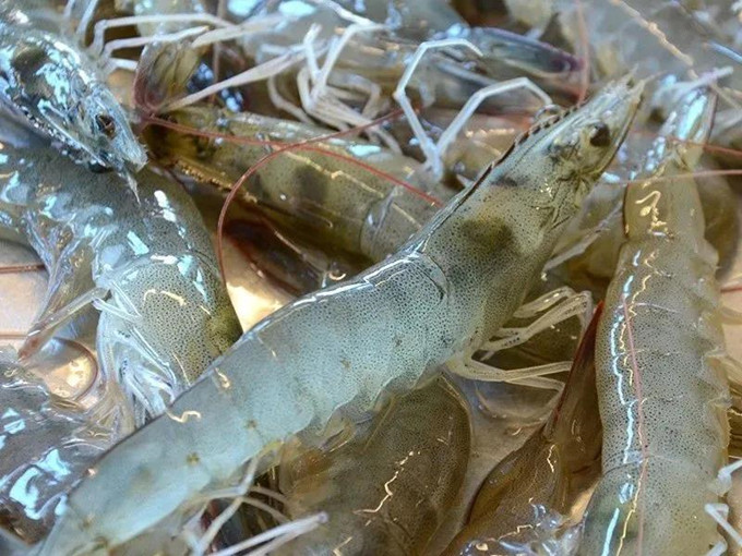 水産物中のトリメチルグリシンの誘引効率