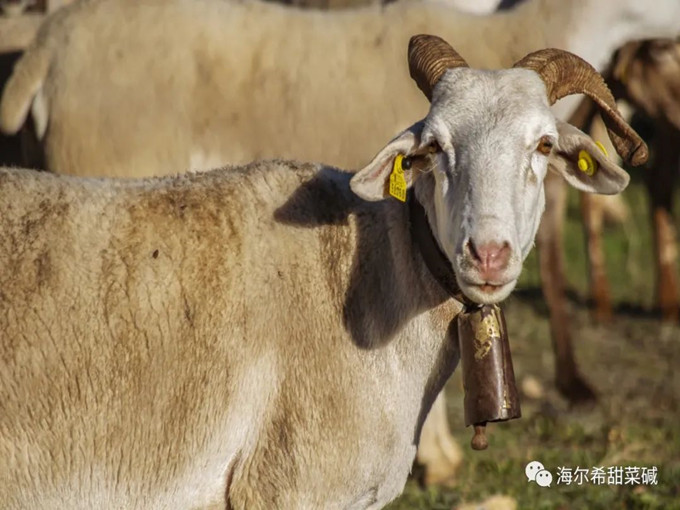 反芻動物の添加物としてのグリシンベタインは本当に有用ですか？