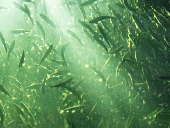 水生飼料にベタインを加える効果は良いですか？