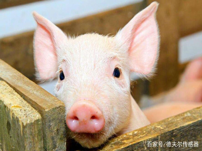 動物に対するベタインの栄養効果